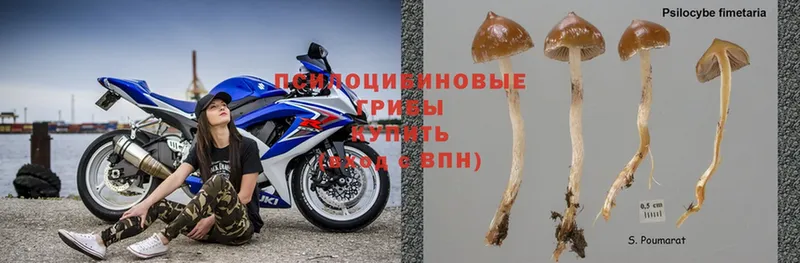 Псилоцибиновые грибы Psilocybe  цена наркотик  Красный Кут 